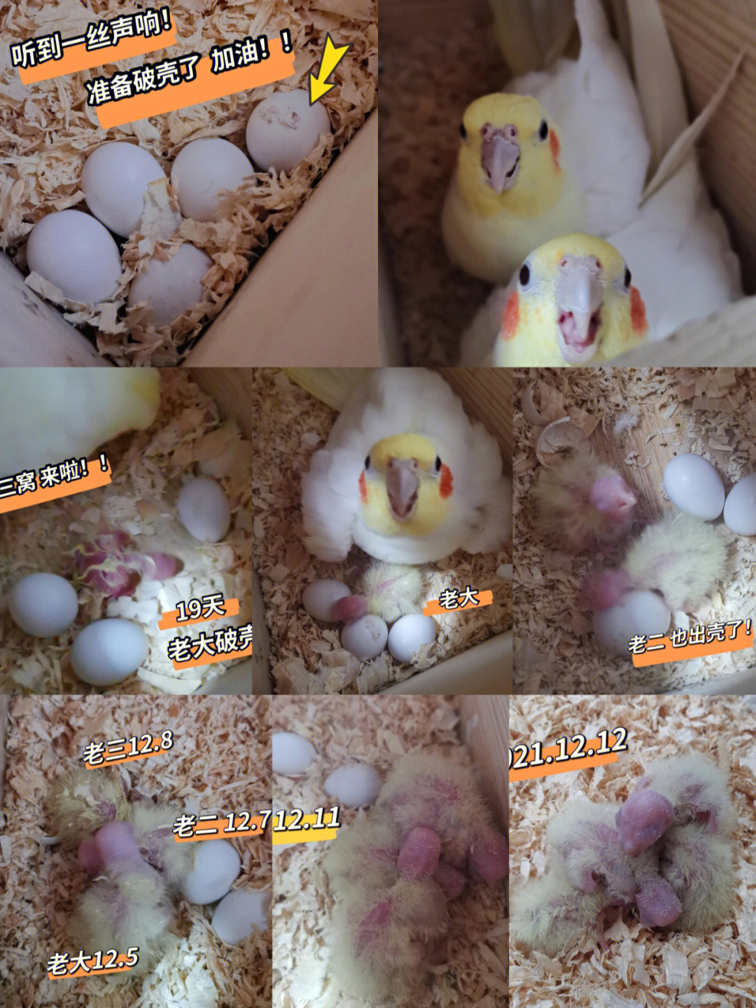 玄凤蛋0到20天孵化图片图片