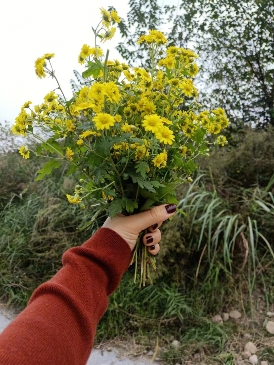 野菊芽图片图片