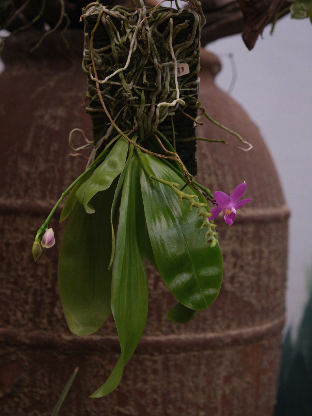 野生蝴蝶兰的生长环境图片