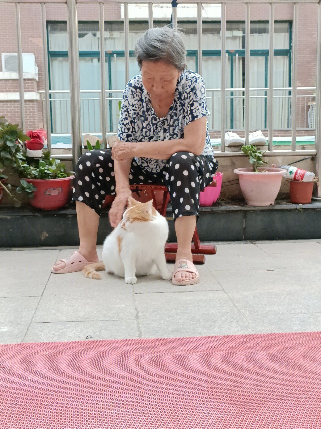 天津猫奶奶图片