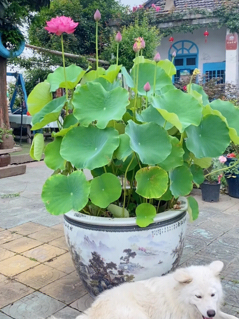 种植篇没鱼池农村破缸种植荷花的步骤来啦