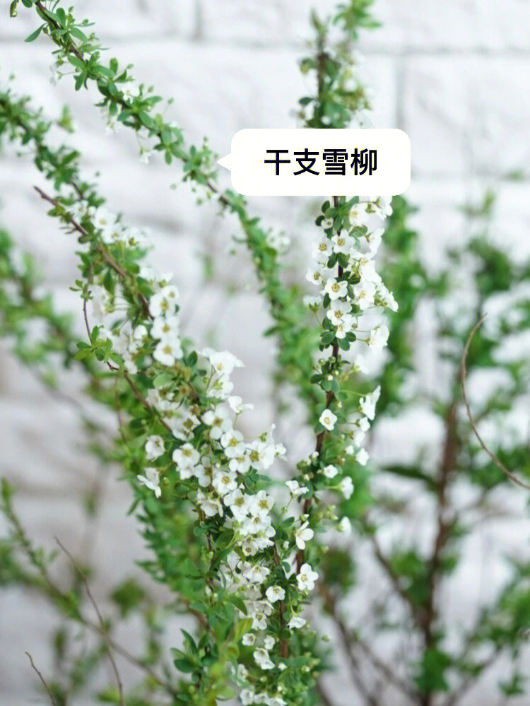 干支雪柳花语图片