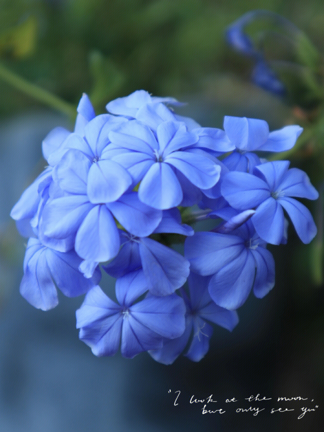 蓝色花的名字图片
