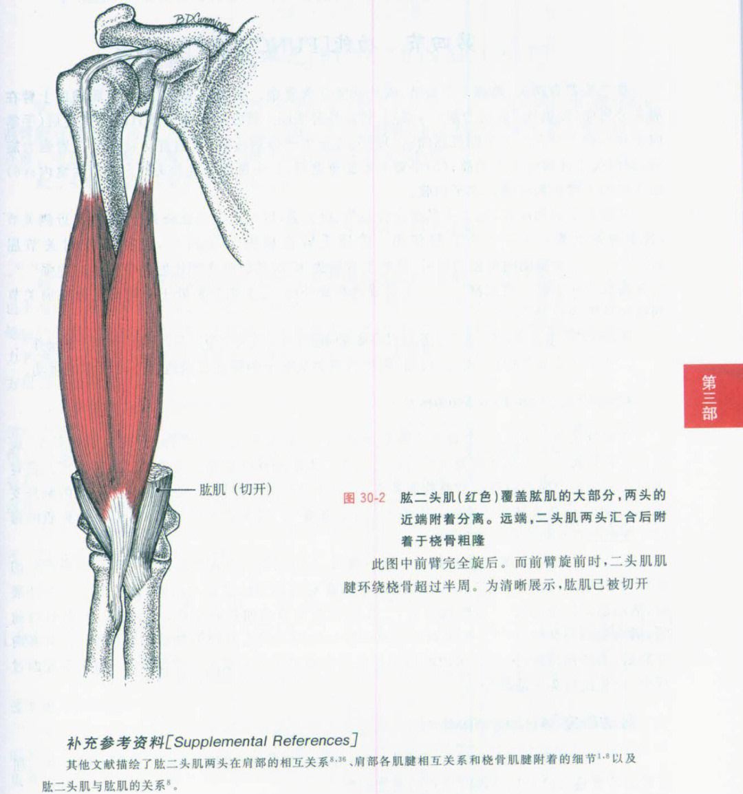 肱二头肌解剖图图片
