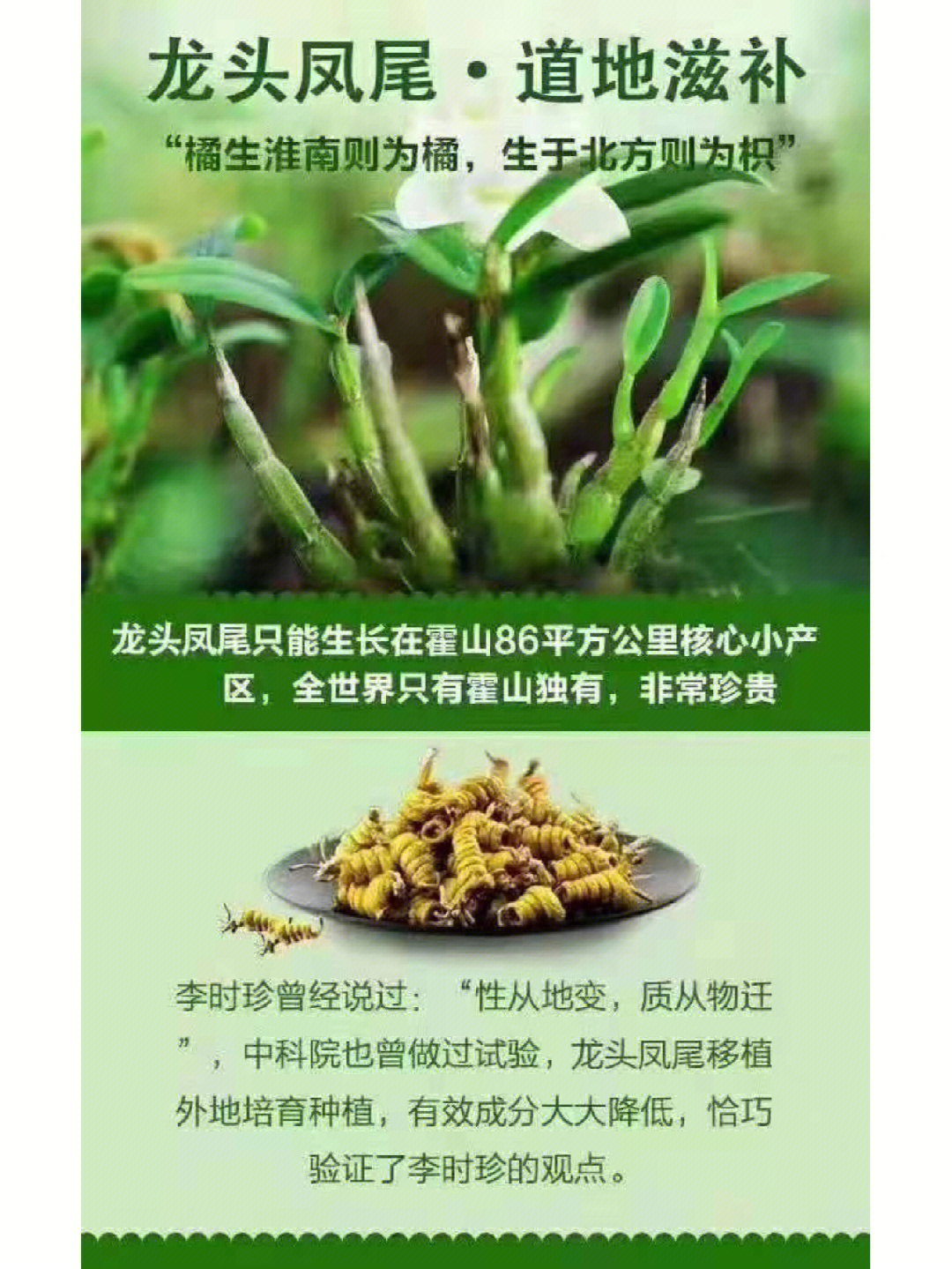 铁皮石斛的食疗价值及食用方法