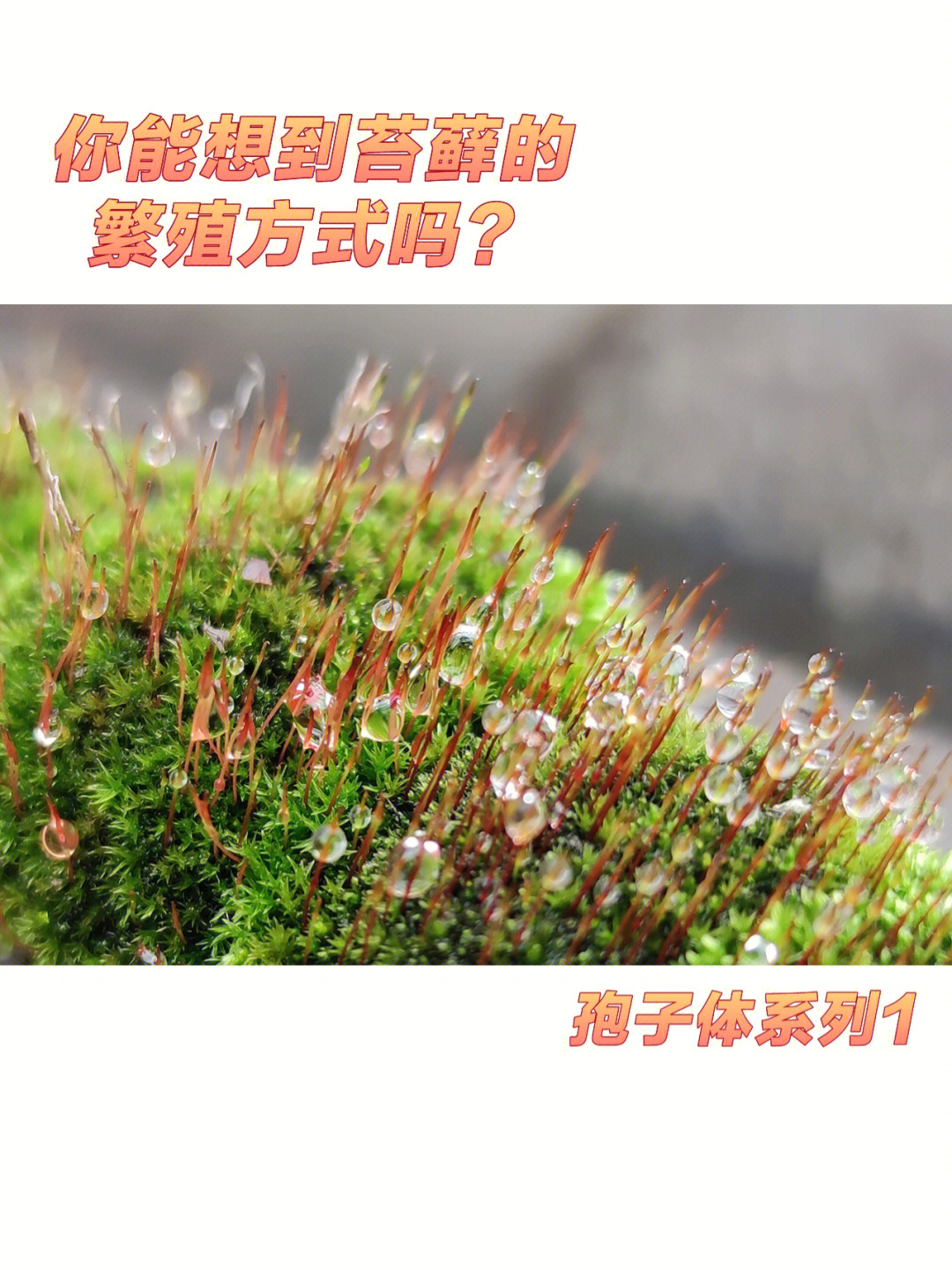 苔藓生殖方式图片