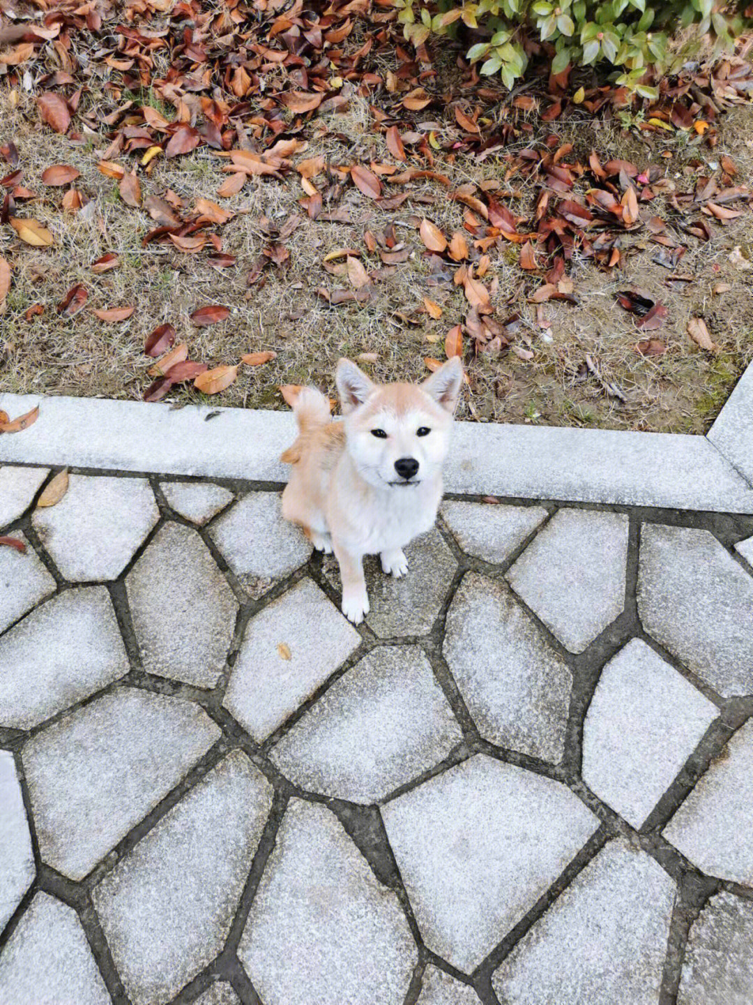 貌似是柴犬和哈士奇的串