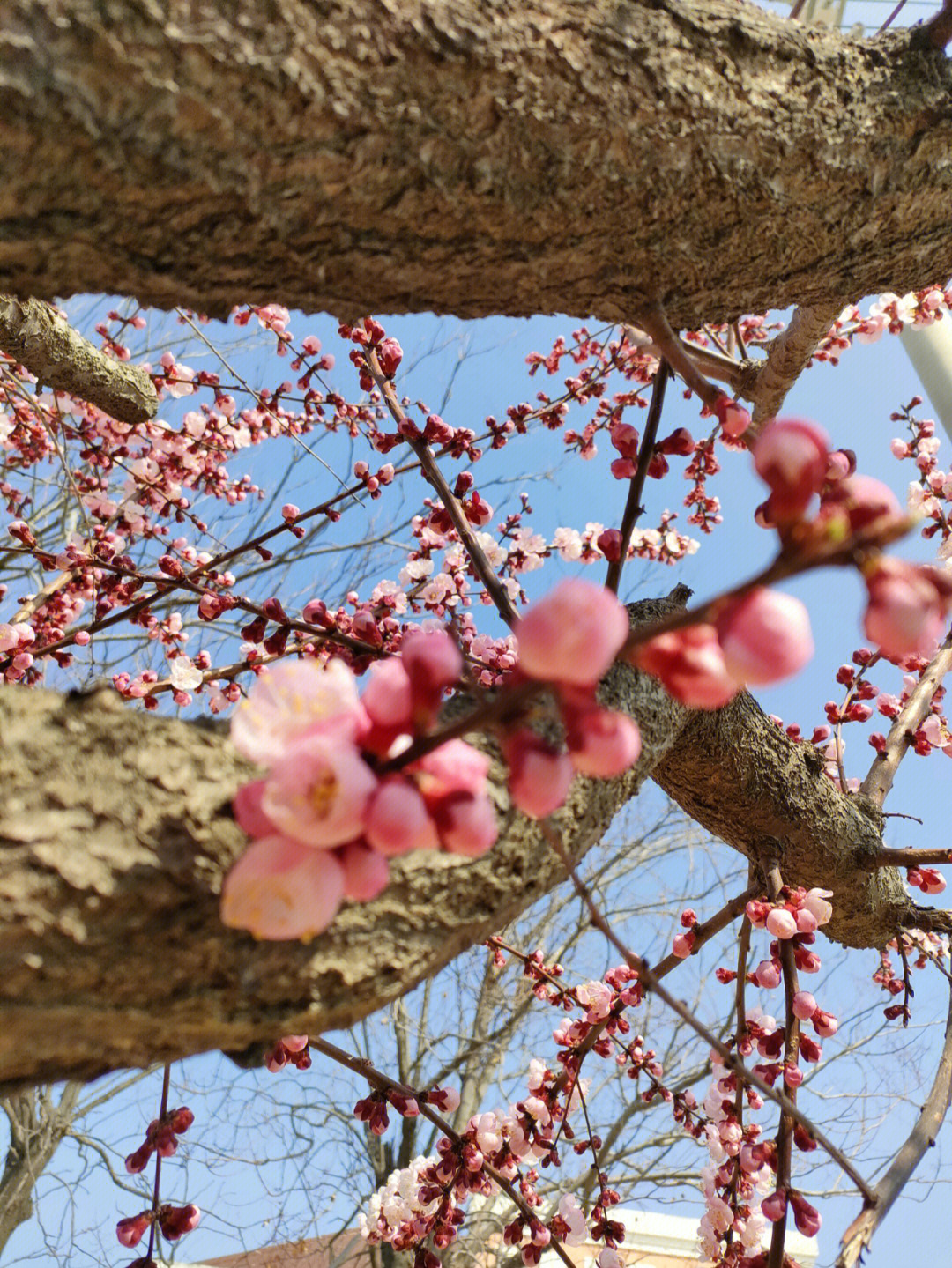 杏树几月开花图片