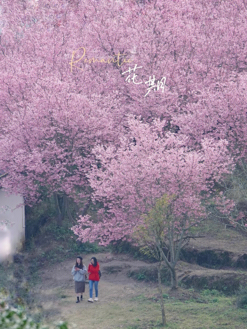 永福樱花