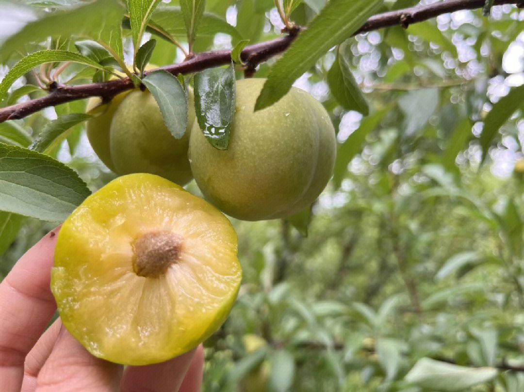 正品贵州六马蜂糖李