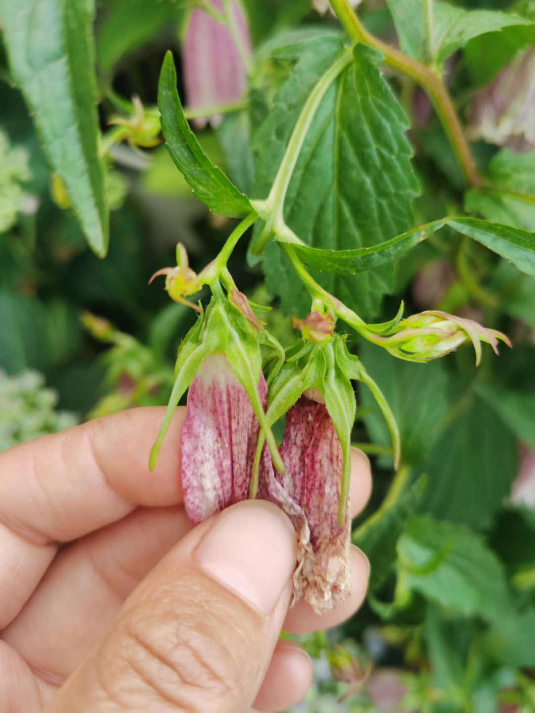 风铃草果实类型图片