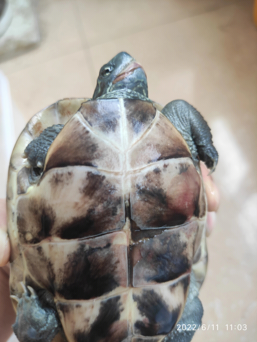 乌龟口角炎图片