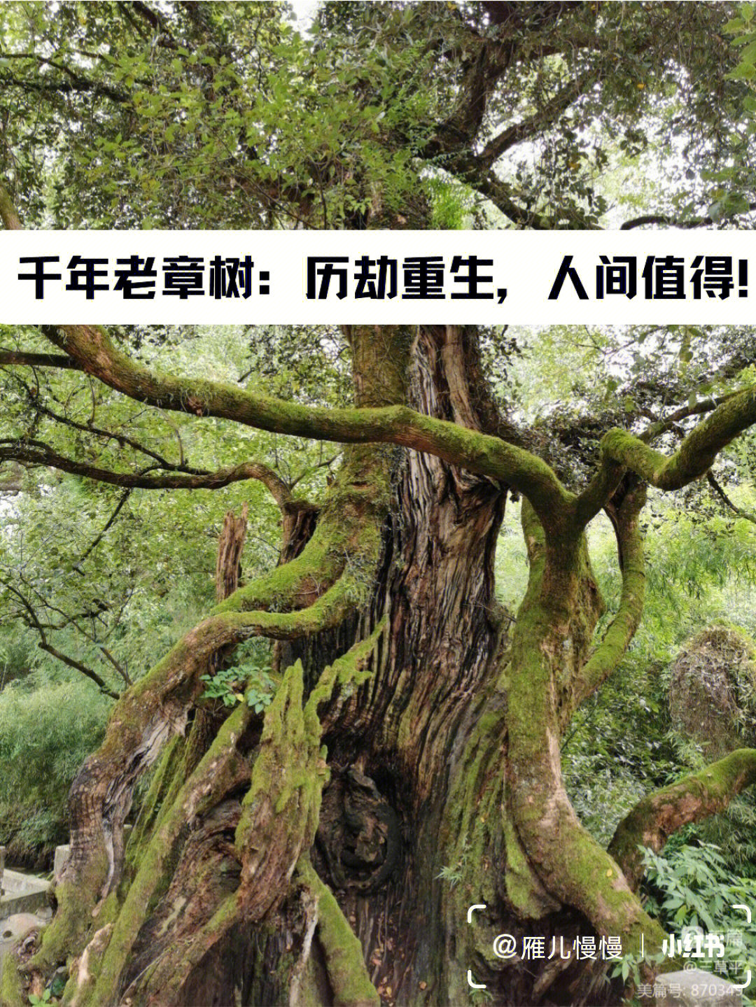 丽水古堰画乡简介图片