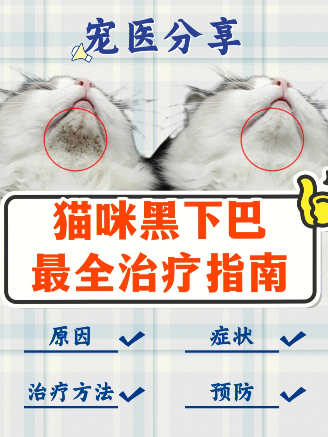 猫咪黑下巴怎么治图片