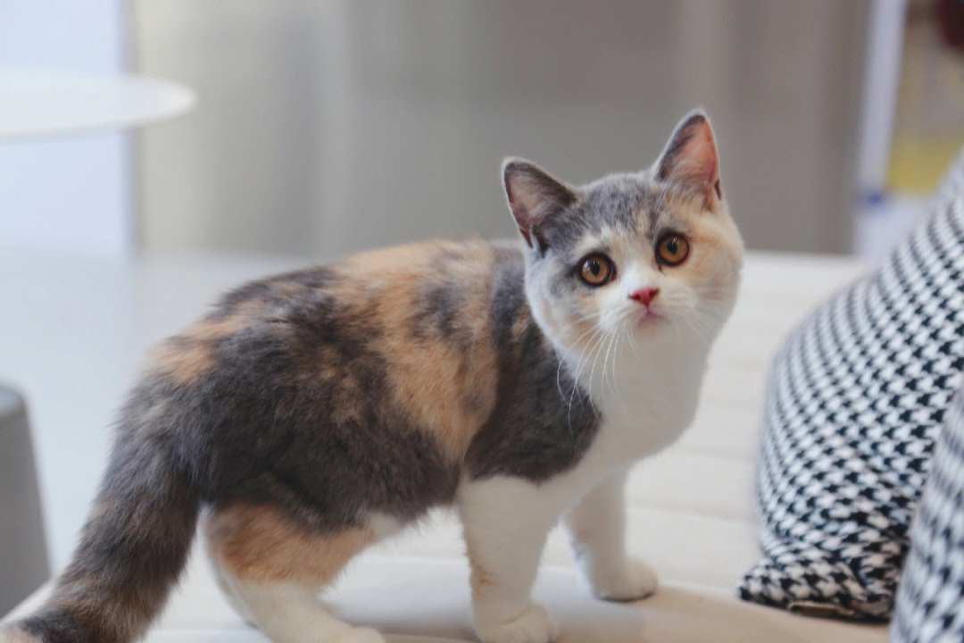 英短三花猫漂亮的标准图片