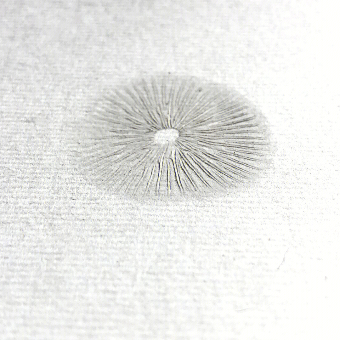 金针菇孢子印图片