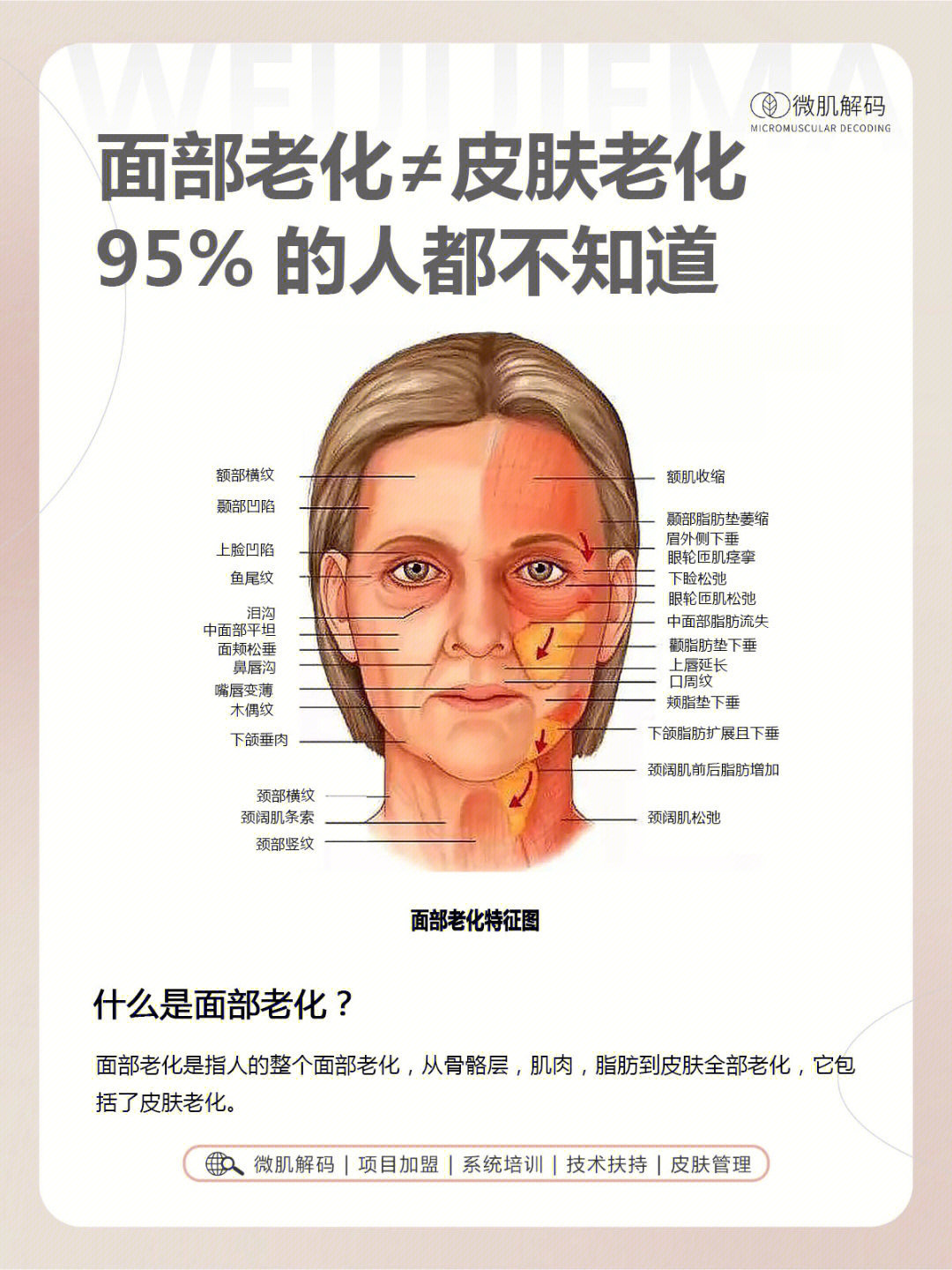 皮肤衰老过程示意图图片