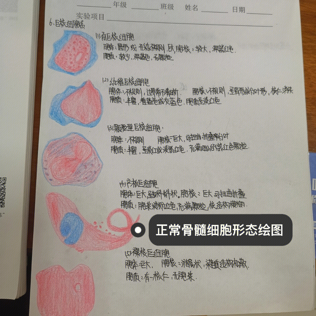 脊髓红蓝铅笔绘图图片