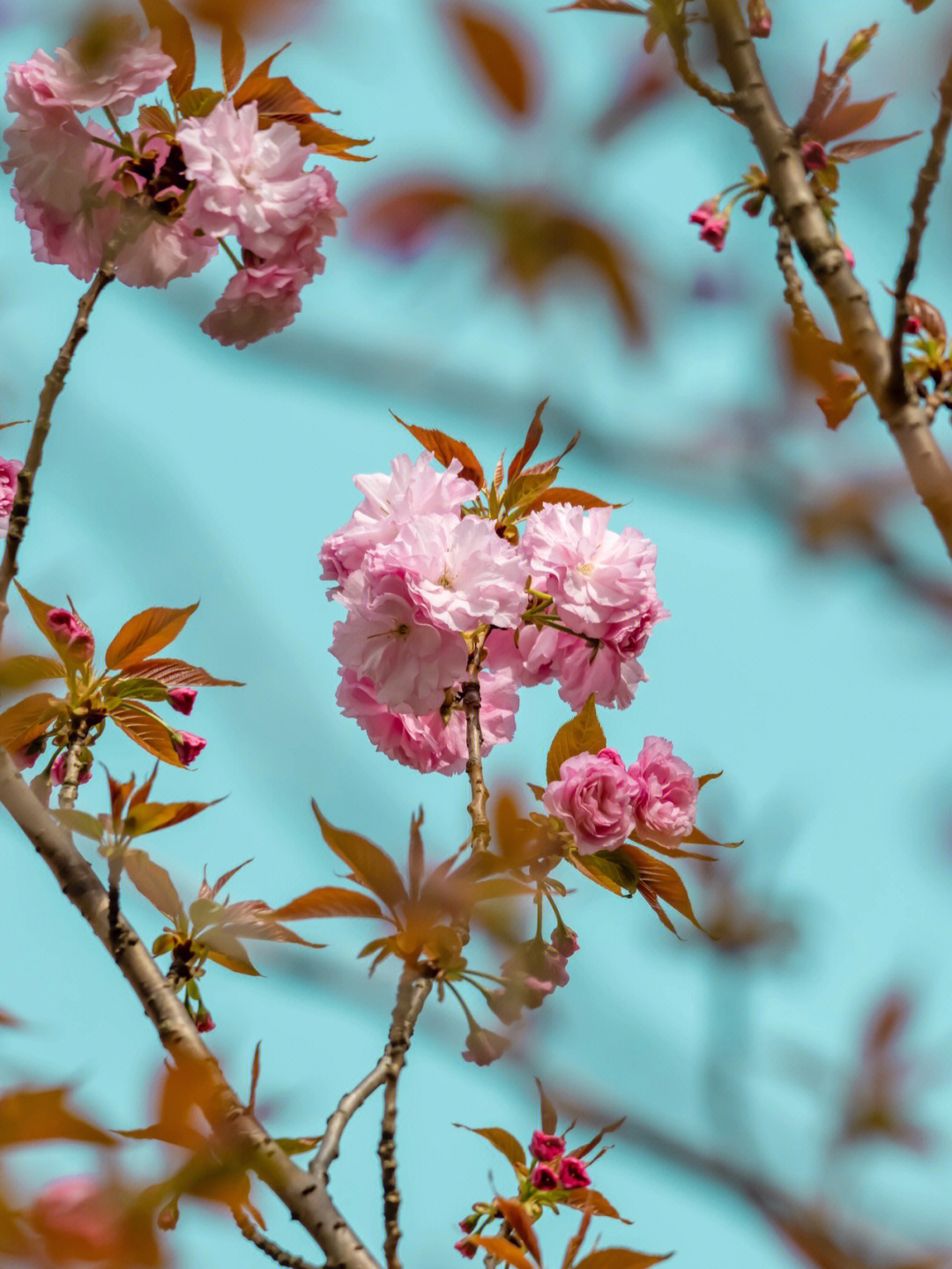 重瓣樱花简介图片