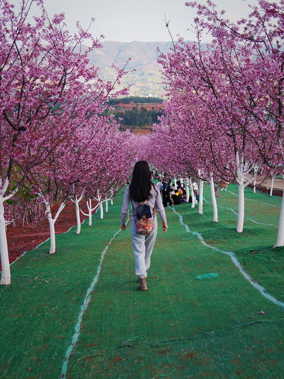 宜春樱花谷风景区图片图片