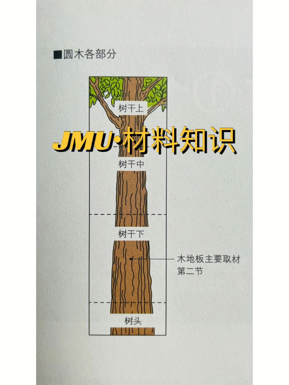 树干的结构名称图解图片