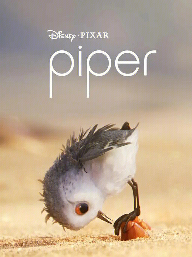 piper鹬高清图图片