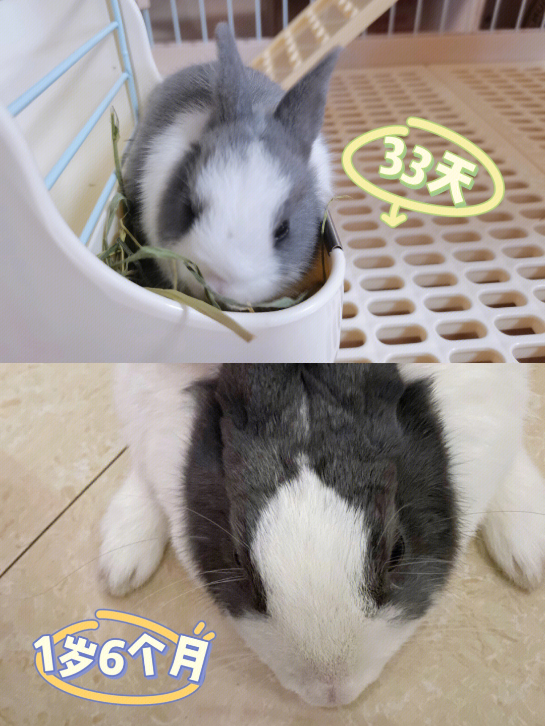 安哥拉兔和道奇兔杂交图片
