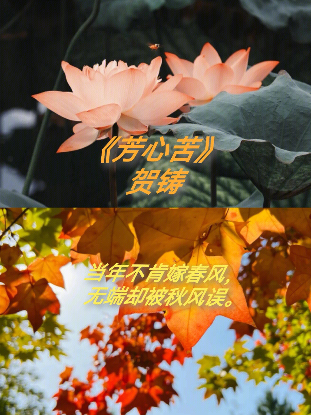 芳心苦·杨柳回塘朗诵图片