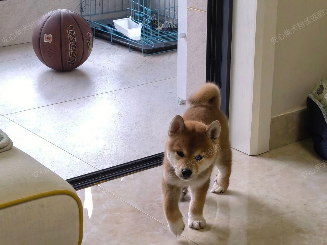 帮粉丝挑选的柴犬bobo到家了哦05