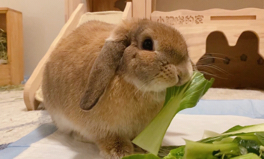 吃菜菜的小兔