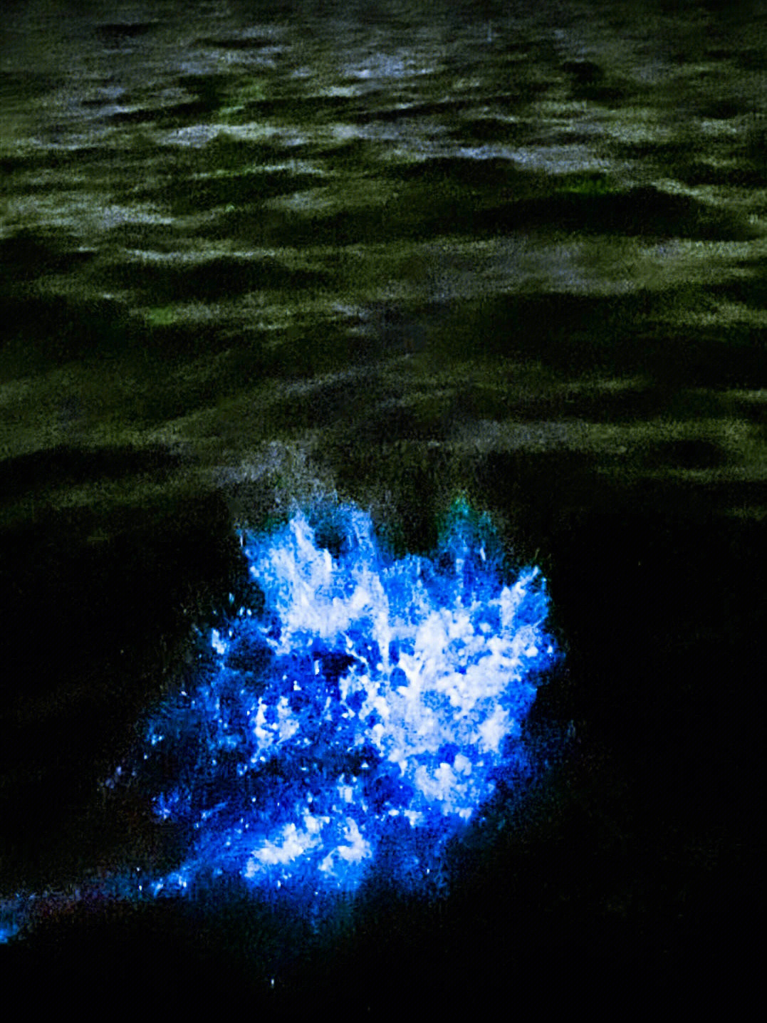 夜光藻和蓝眼泪的区别图片
