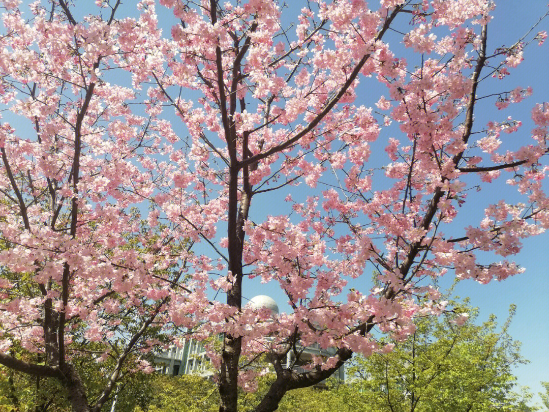 湖北师范大学樱花图片