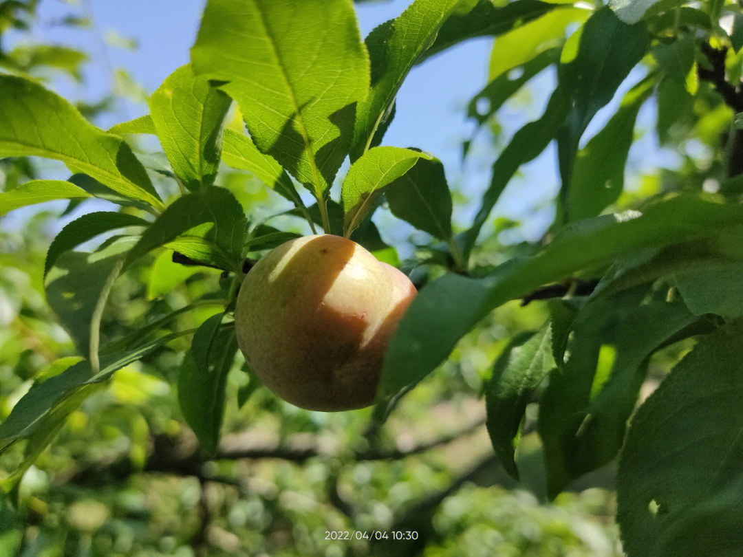 珍珠李寓意图片