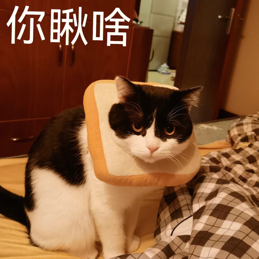 小猫咪气鼓鼓怎么会这么可爱