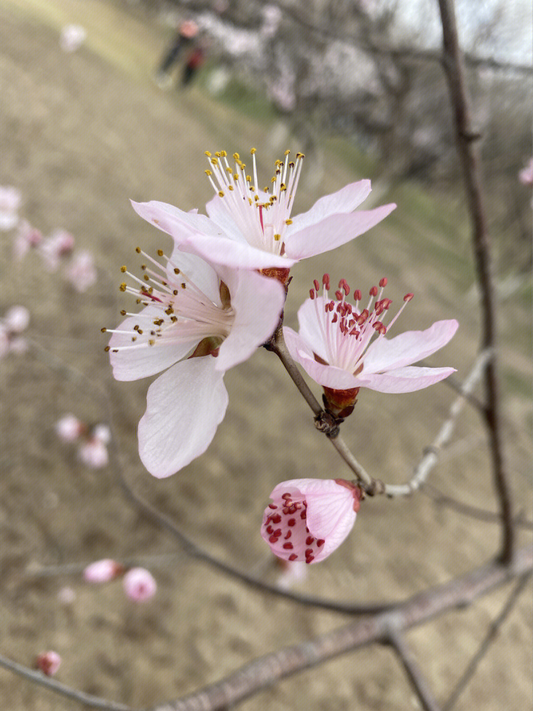 奥森北园桃花