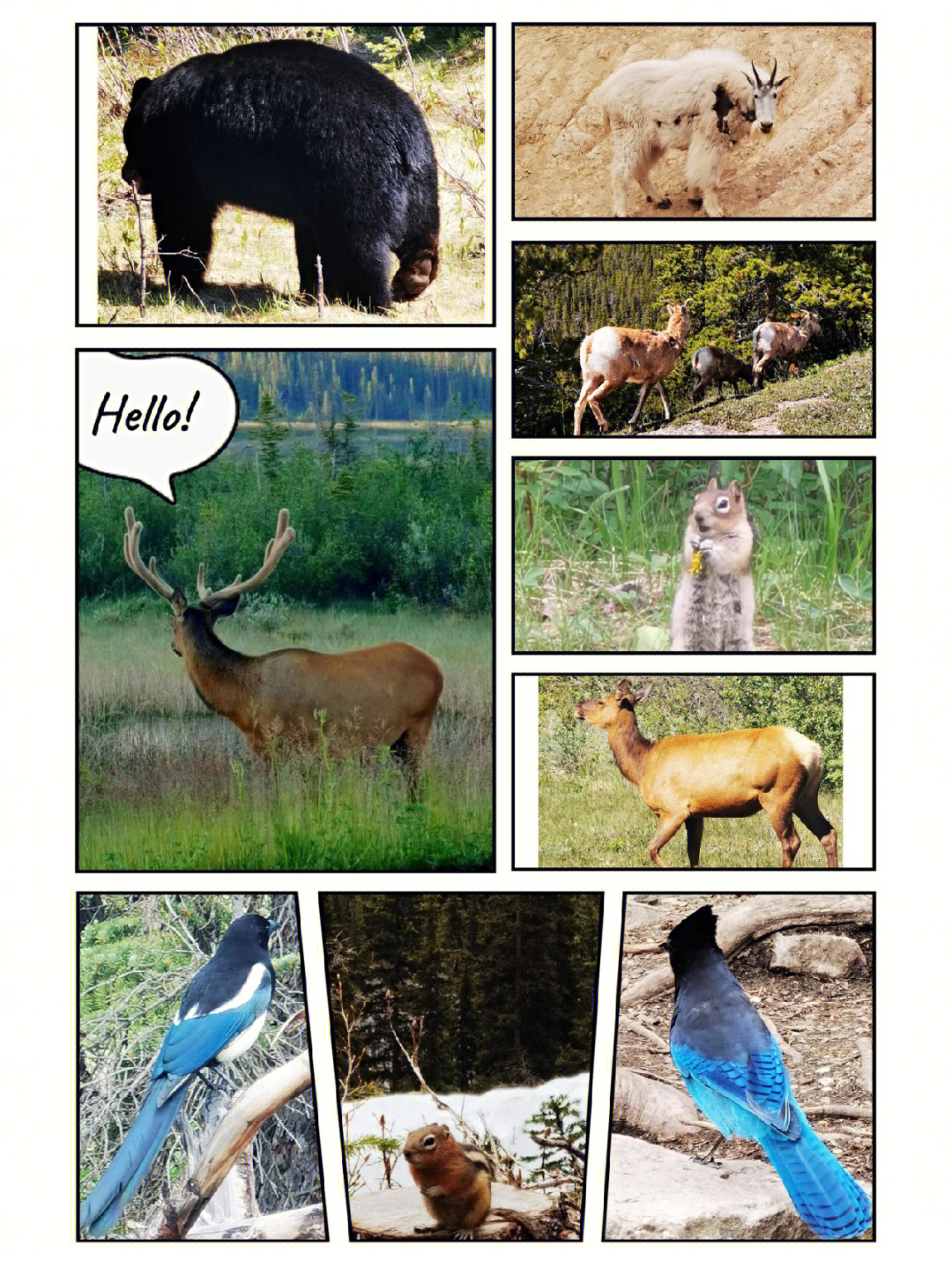 我们的动物邻居纪录片图片