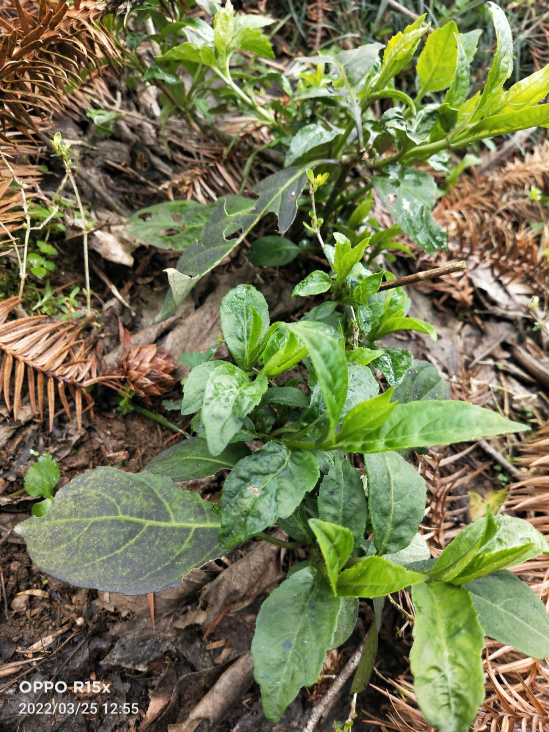 大田基黄草药功效图片