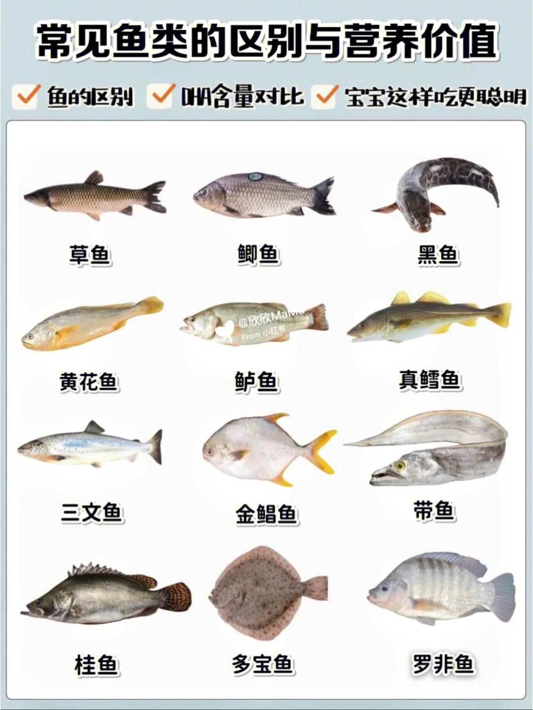 食用鱼的名称和图片图片