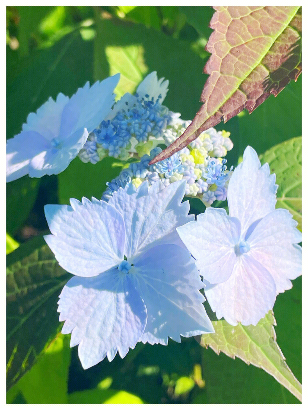 语花堂 丝丝图片