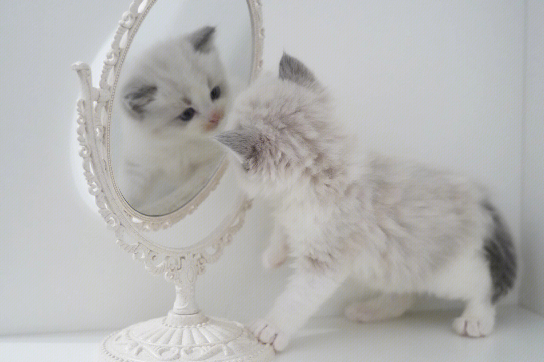 小猫照镜子教案幼儿园图片