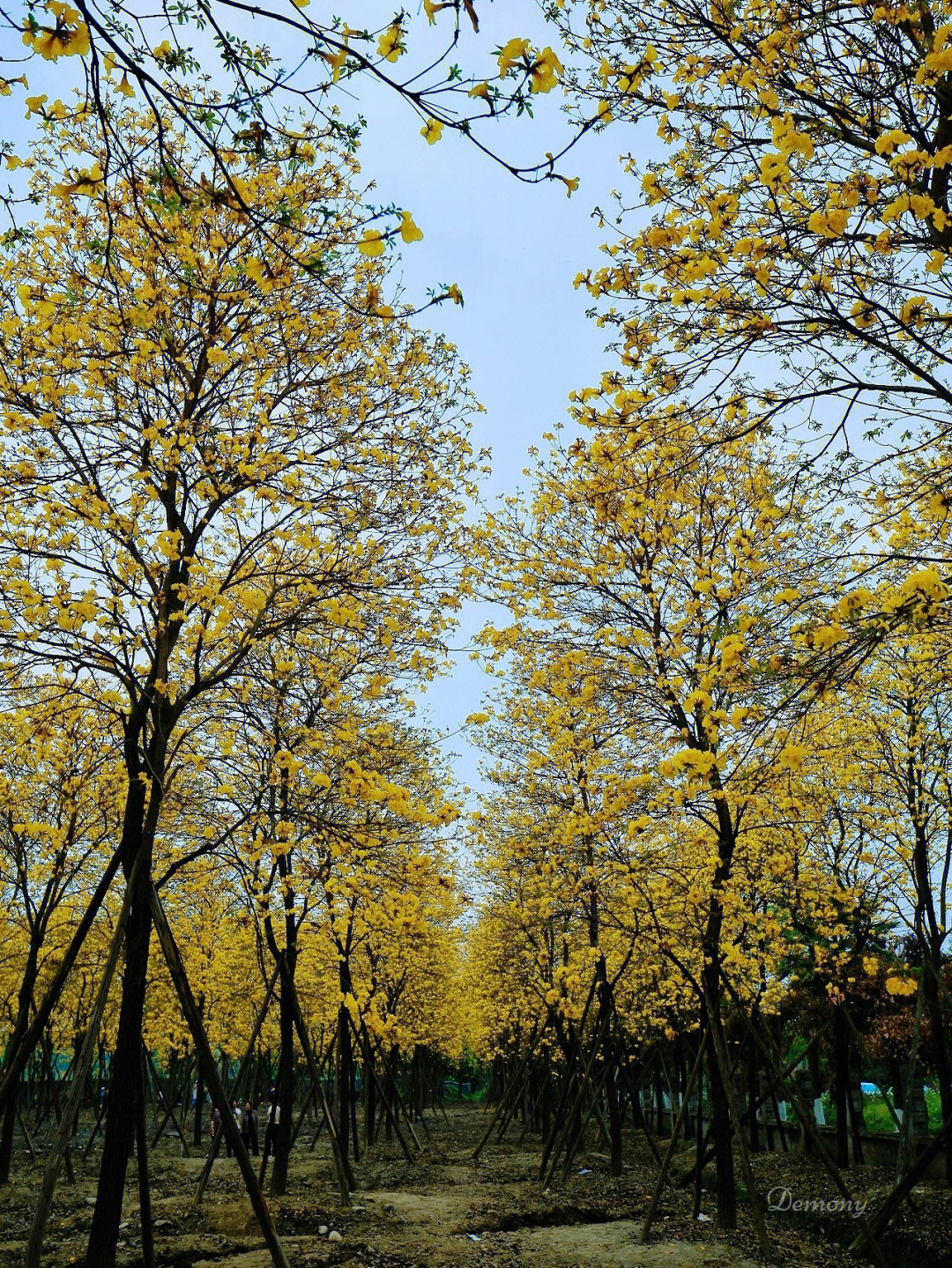 温江黄花风铃木基地图片