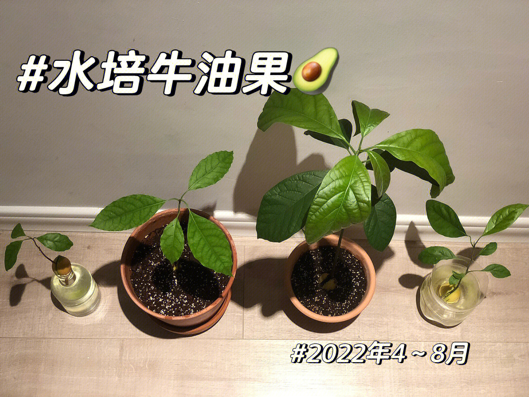 牛油果盆栽种植方法图片