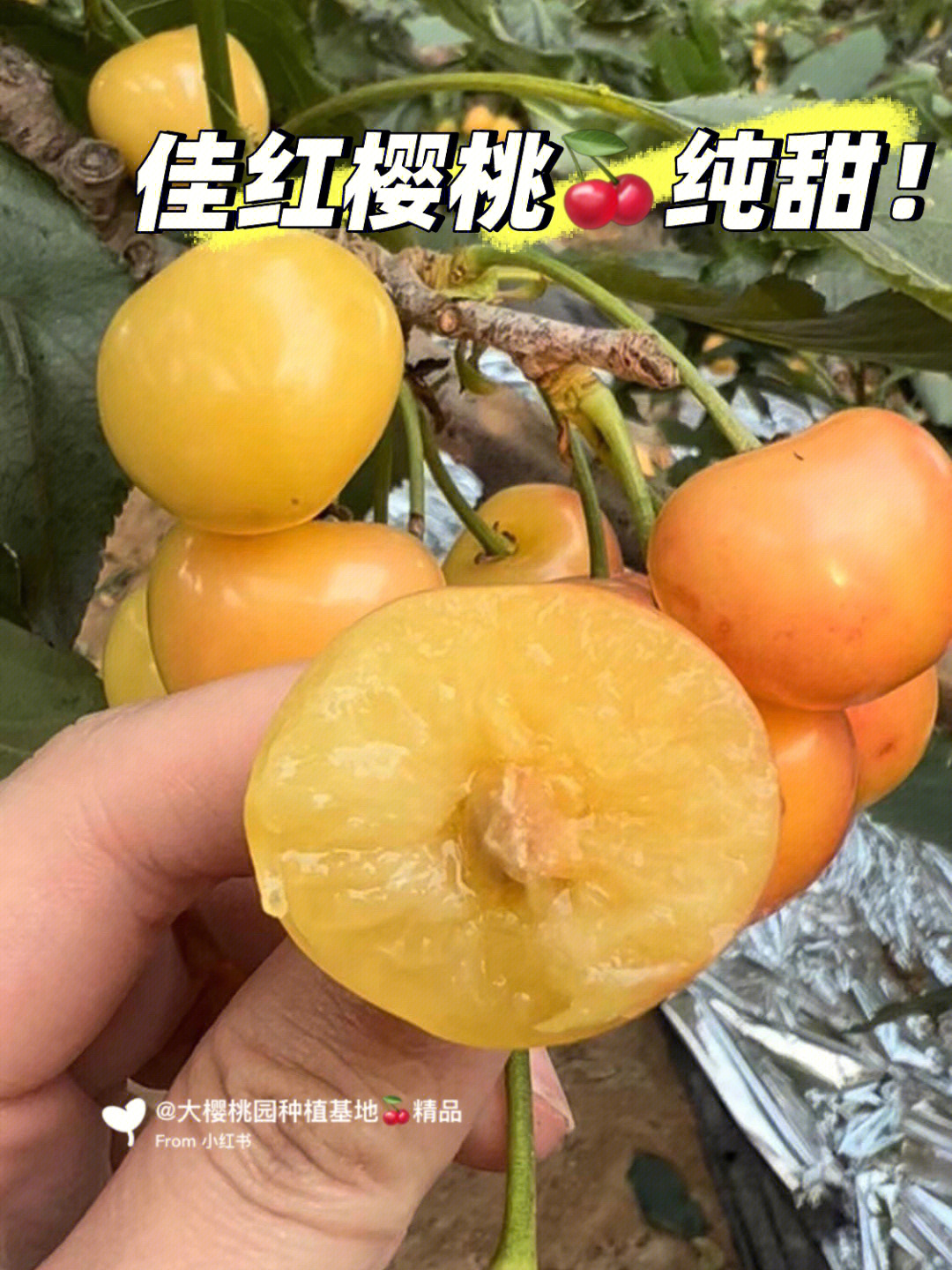 佳红大樱桃绝甜无酸肉厚多汁