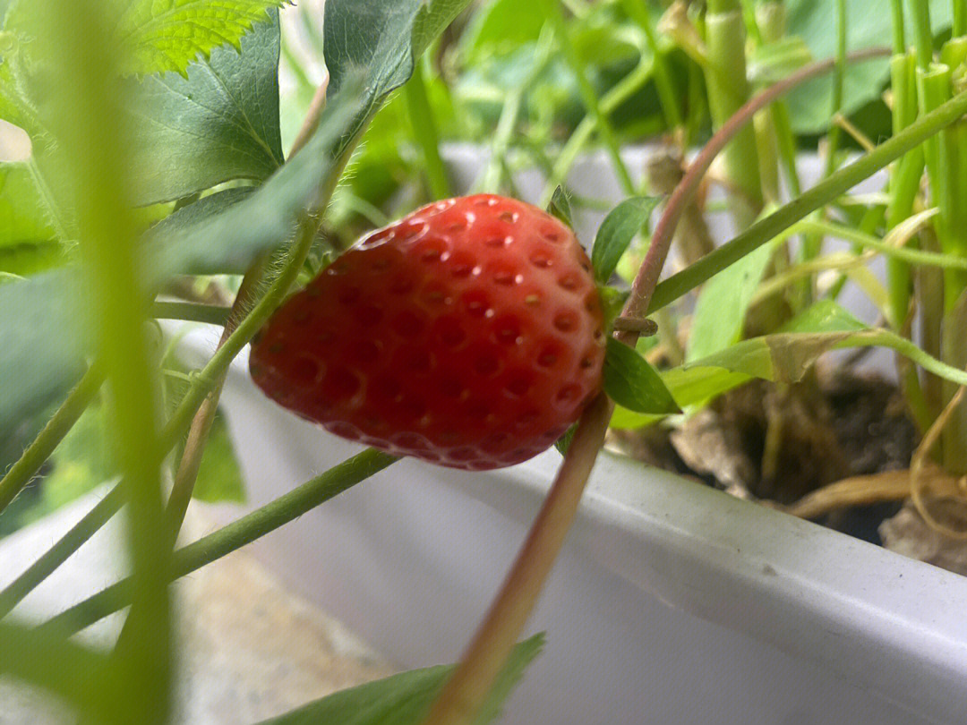 草莓陆续发芽开花结果