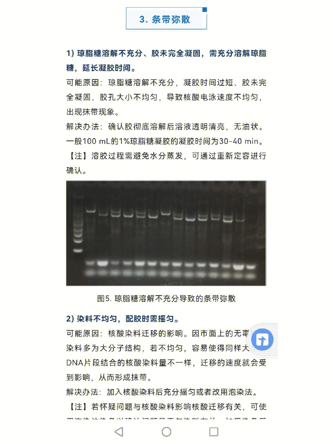 pcr电泳图详细分析图片