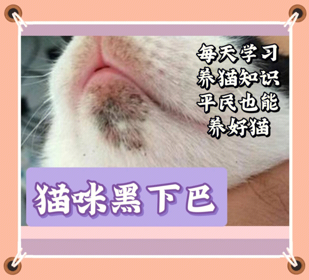 猫咪黑下巴怎么治图片