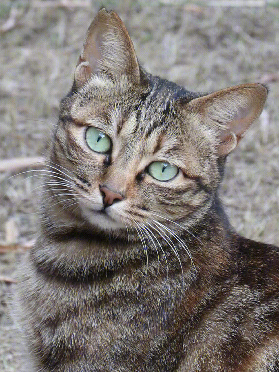 霸气猫妈正脸照