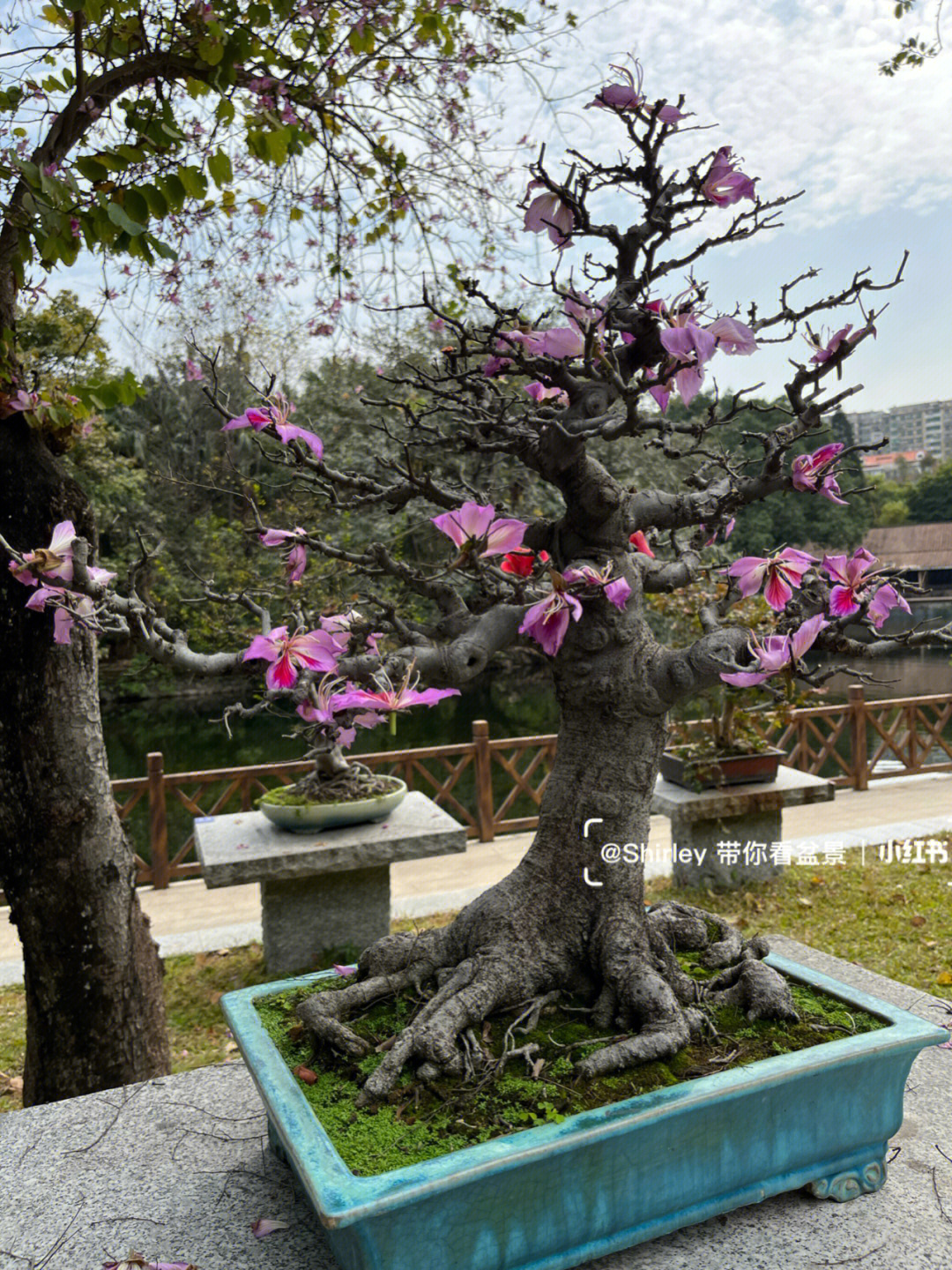 紫荆盆景制作方法图片