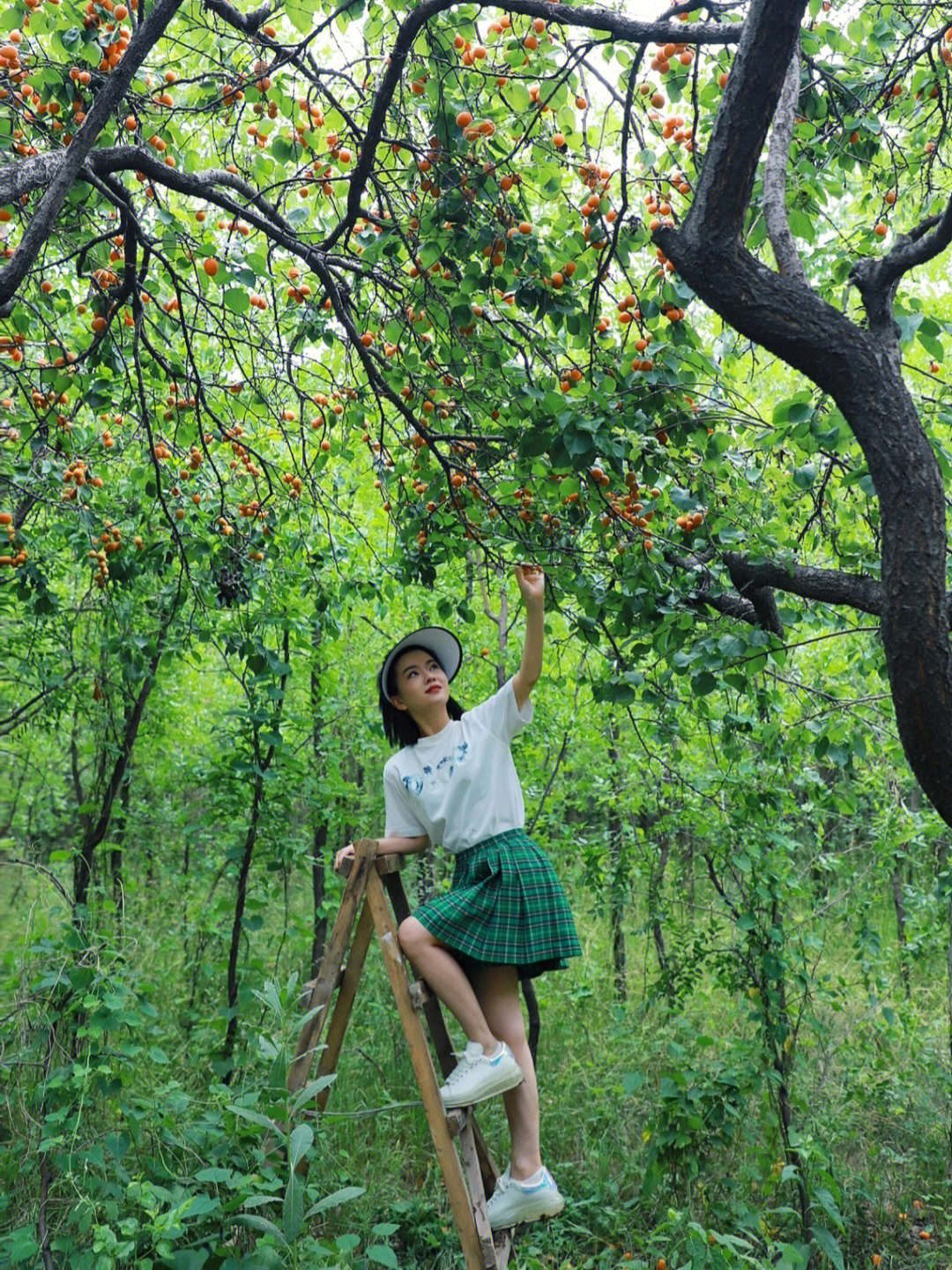 太原星河湾附近藏着一片适合拍照的杏树林