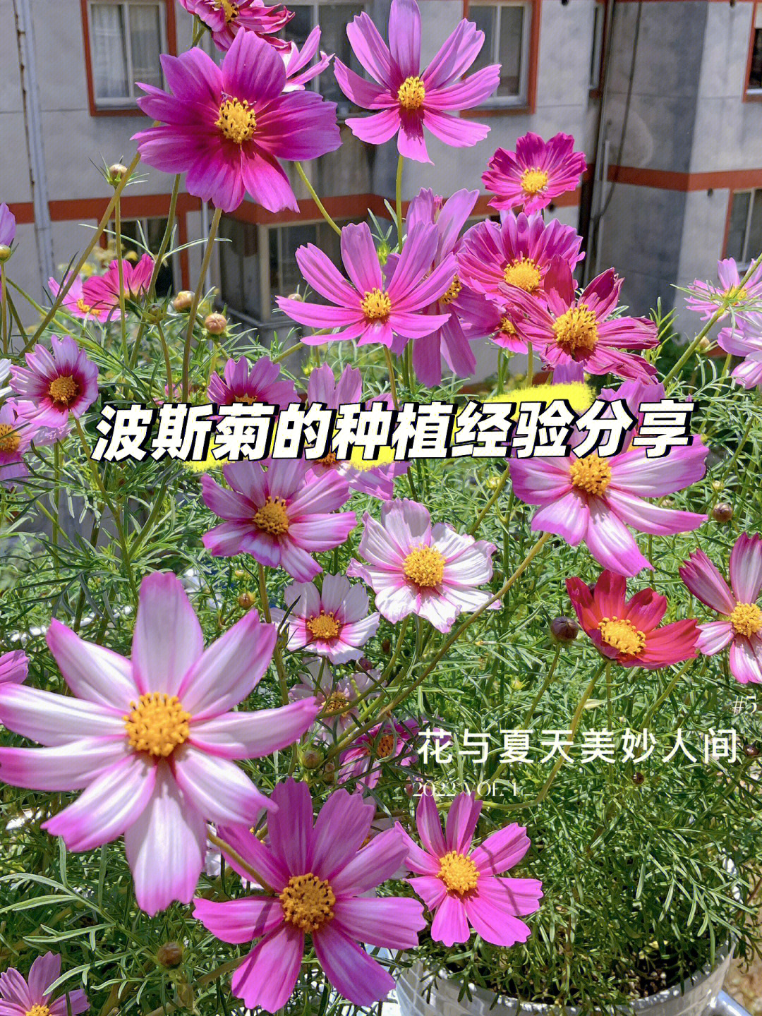 波斯菊怎么养图片